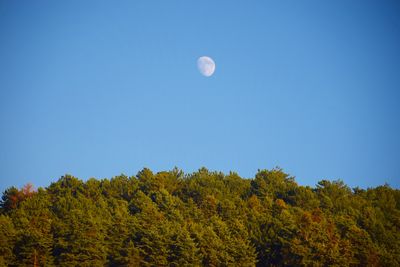 Low angle view of tree against clear sky