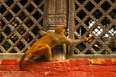 Close-up of monkey on stone wall