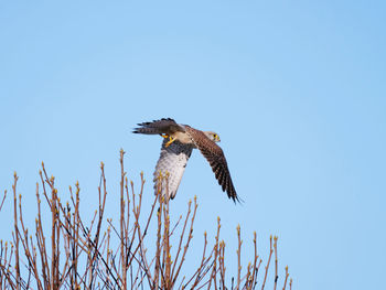 Low angle view of eagle flying against sky