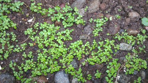 High angle view of plants growing on field