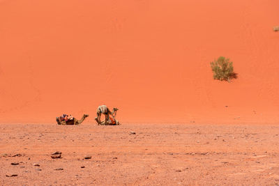 Desert landscape with camel, gigantic sand dunes, wadi rum, jordan