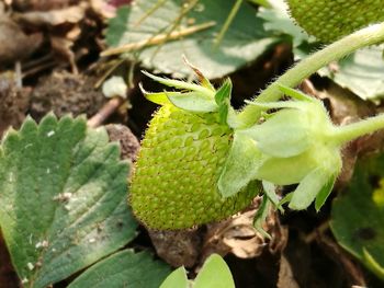 Close-up of fresh green plant