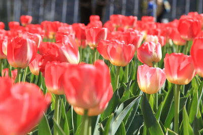 Close-up of red tulips in field