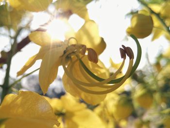 Close-up of yellow flower tree