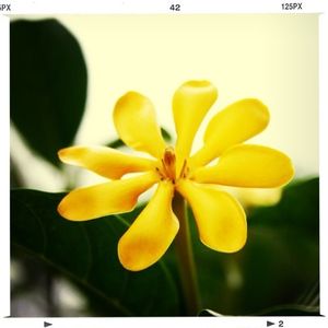 Close-up of yellow flower