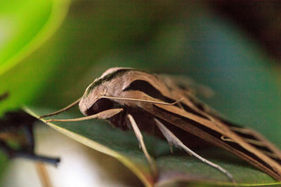 Close-up of insect