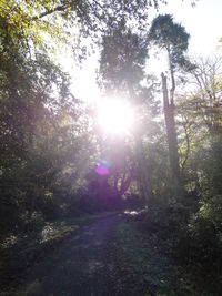 Road passing through forest