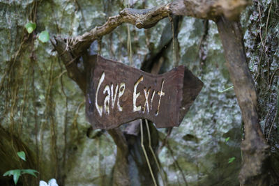 Close-up of tree trunk