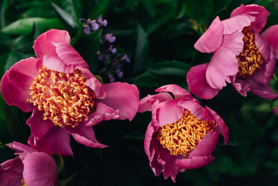 Close-up of pink flowers