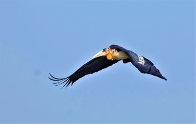 Low angle view of eagle flying in sky