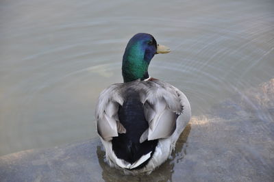 High angle view of mallard duck swimming in lake