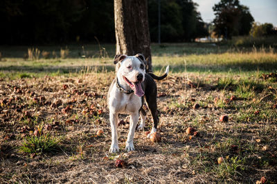 Portrait of dog running on field