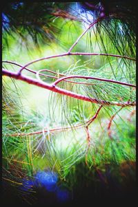 Close-up of plants