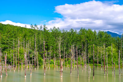 Panoramic view of trees by lake against sky