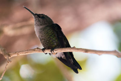 Close-up of bird perching on branch