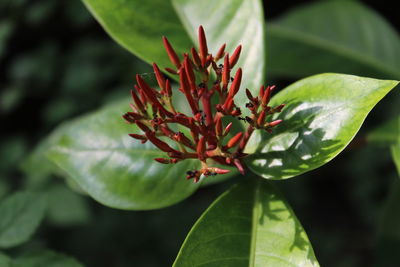 Close-up of red flowering plant