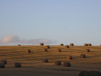 Hay bales on field