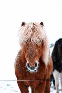 Close-up of a horse