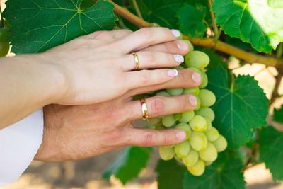 Close-up of cropped couple hands with wedding rings on grapes