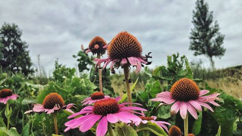 Close-up of pink flowering plant against sky