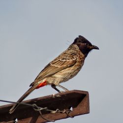 Low angle view of bird perching against the sky