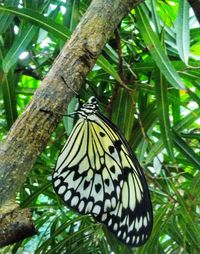 Close-up of butterfly on tree