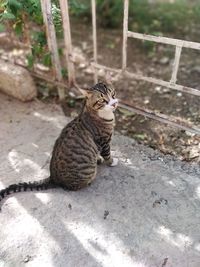 High angle view of cat sitting outdoors