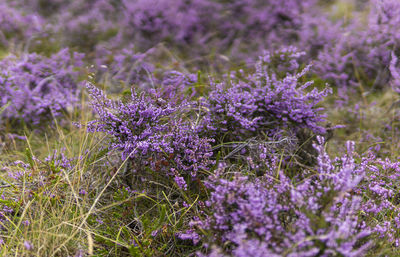 Close-up of purple flowering plants on field