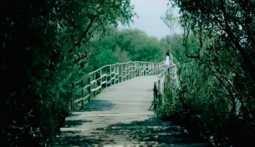 Bridge over river amidst trees in forest