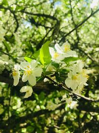 Close-up of yellow flowering plant