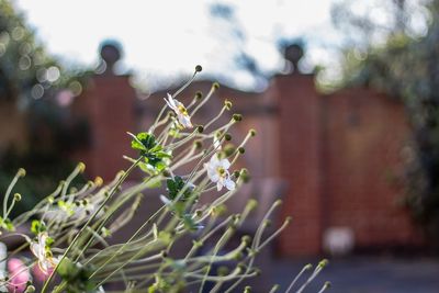 Close-up of plant against building