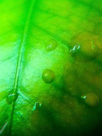 Close-up of raindrops on leaf