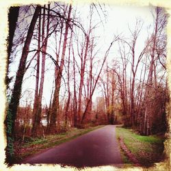 Road passing through bare trees