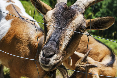 Close-up of a capra