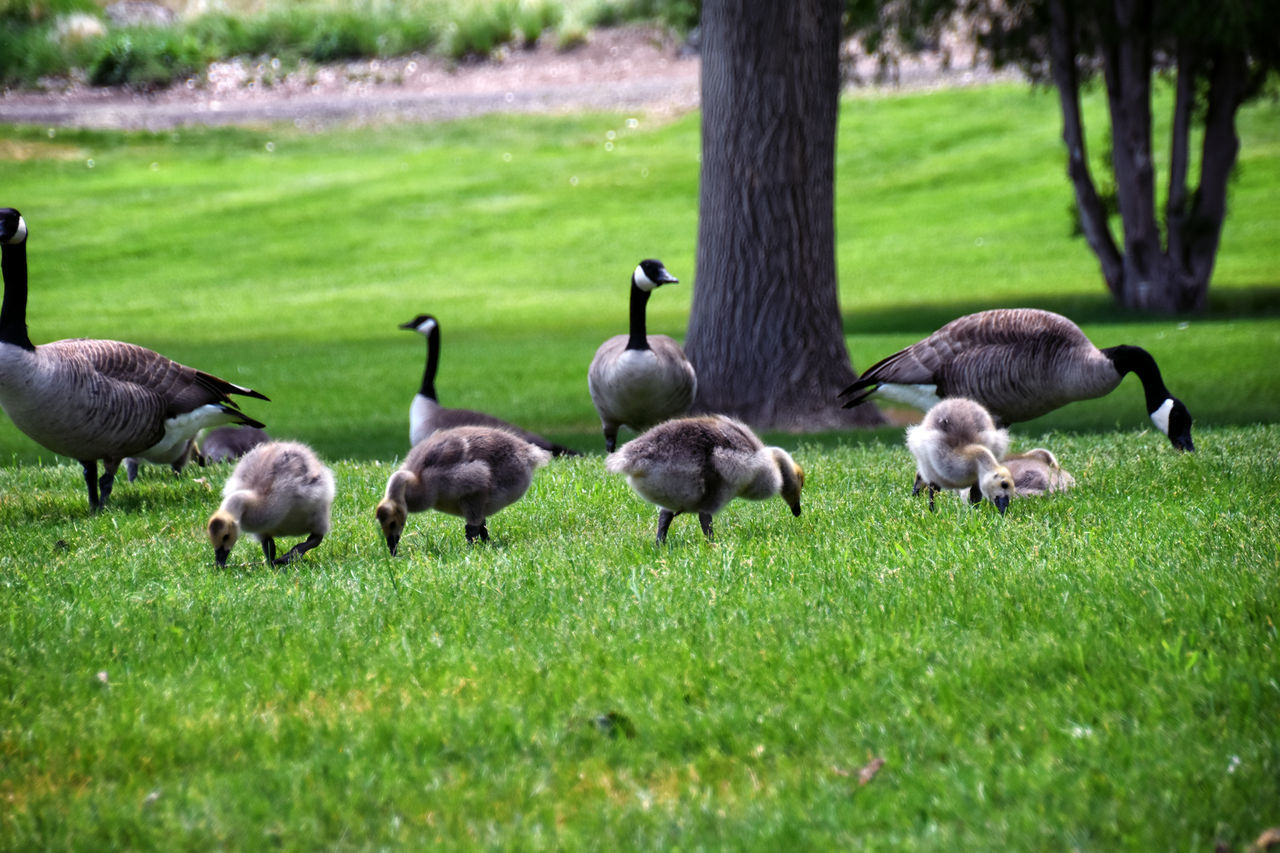 grass, animal themes, animal, plant, group of animals, wildlife, water bird, bird, animal wildlife, ducks, geese and swans, nature, green, goose, field, no people, land, duck, lawn, canada goose, large group of animals, day, outdoors, beauty in nature, swan, growth
