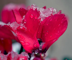 Close-up of wet red flower