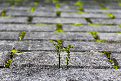 Close-up of new plants on footpath