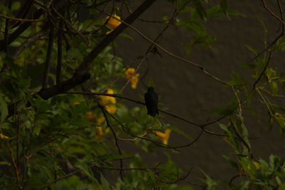 Leaves on tree trunk