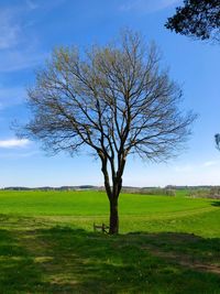 Bare tree on field against sky