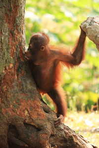 Close-up of monkey on tree trunk