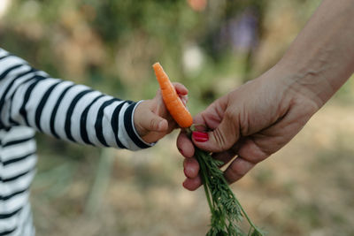 Close-up of hand holding fruit