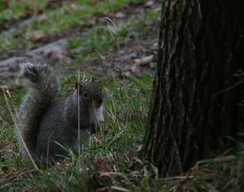 Close-up of squirrel on tree trunk