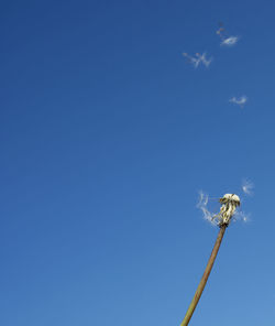 Low angle view of dandelion against blue sky