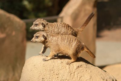 Side view of two meerkats on rock