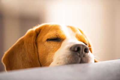 Beagle dog falling asleep and take some rest in funny position. beautiful dog portrait.