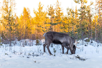 View of a horse on snow covered field