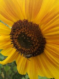 Macro shot of sunflower