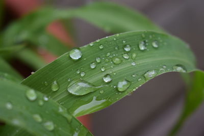 Close-up of raindrops on leaf