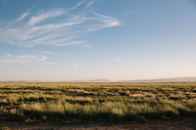 Scenic view of field against sky