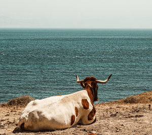 View of cow on sea shore